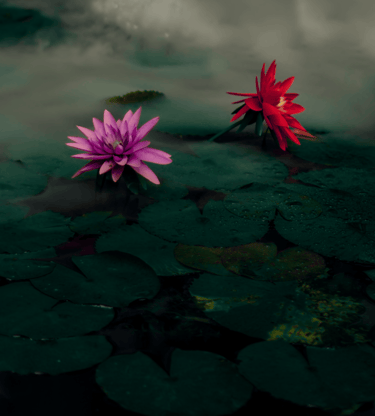 Lotus Blumen Naturfotografie künstlerisch Wasser