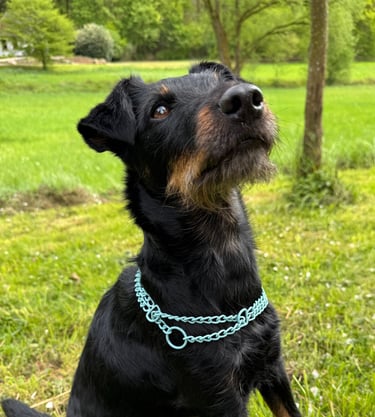 Hund mit Schwarzem Fell und Zugstophalsband in Türkis, Kettenhalsband bunt, Pulverbeschichtet