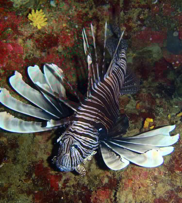 Lionfish control