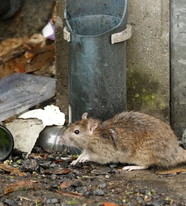 RATS A NICE QUI MANGE DANS UNE POUBELLE
