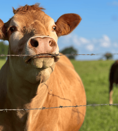 Une des vos voisines pendant votre séjour: la vache qui aime les enfants !