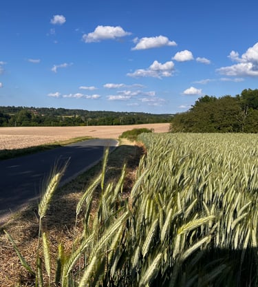 Le chemin vert et rutal qui vous amène au lieu dit La Roche Bridier, à 6 minutes de Ainay le Vieil