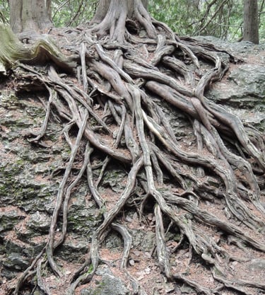 Exposed tree roots on a boulder, identified during a Natural Heritage Evaluation near West Grey.
