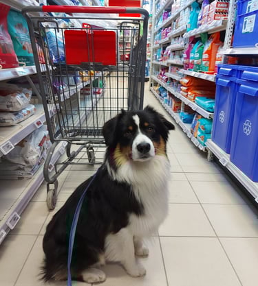 Image of dog in store. 