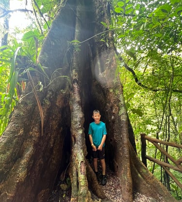 Mistico Hanging Bridges tree