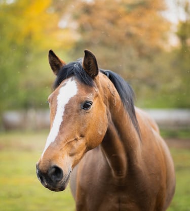 Shooting cheval avec Laura