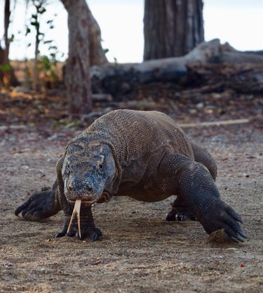 Wild Komodo walking at Komodo National Park Labuan Bajo