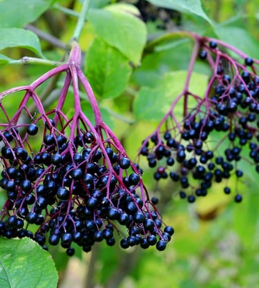 Fresh elderberries