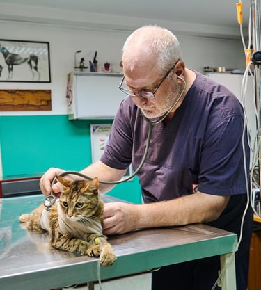 Dr Vladimir Cirkovic preslusava macku stetoskopom u ambulanti – dezurni veterinar 00–24