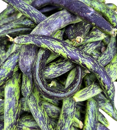 PRINCESS HEIRLOOM BEANS | Loved for its reliability, flavour, and old-fashioned character.