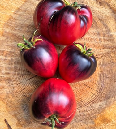 KAS 21 tomato with clusters of smooth, round, bright red tomatoes, a high-yield variety valued for its disease resistance