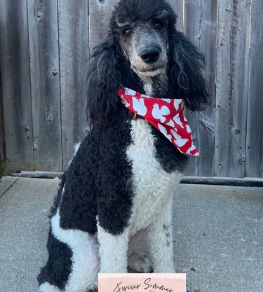 Stormy poodle in front of gate