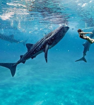 Oslob whale shark watching tours