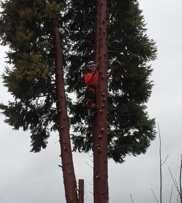 conifer tree dismantle and removal surgery