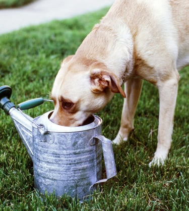 Dog drinking from a watering can
