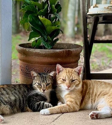 two cats are laying on the porch of a house