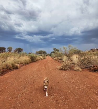 dingo dog australia outback pilbara