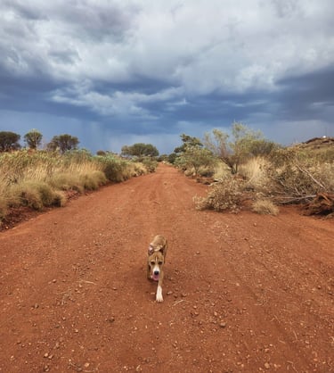 dingo dog australia outback pilbara