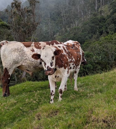 Farmers of the Sierra Nevada and their cows