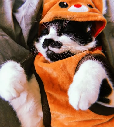  Un adorable gato  blanco y negro durmiendo con una sudadera con capucha de disfraz de reno