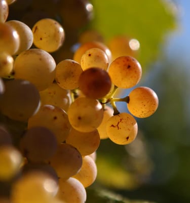 Détails raisins blancs sous le soleil 