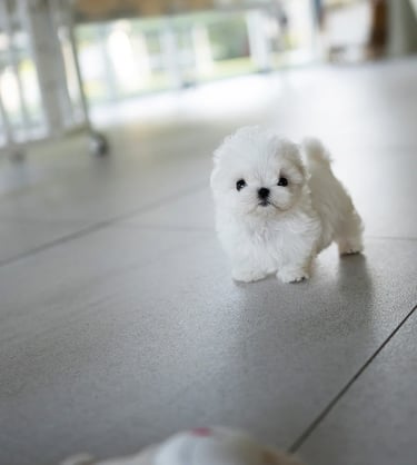 Puppies for Sale