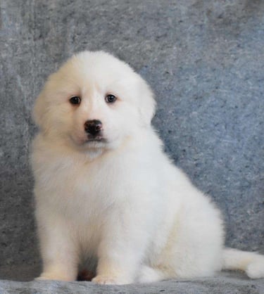Puppies for Sale