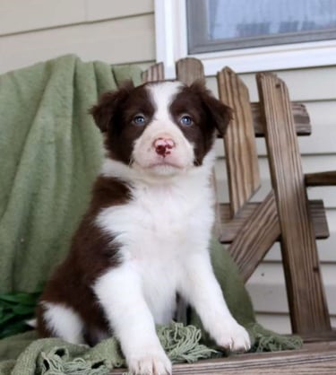 Puppies for Sale