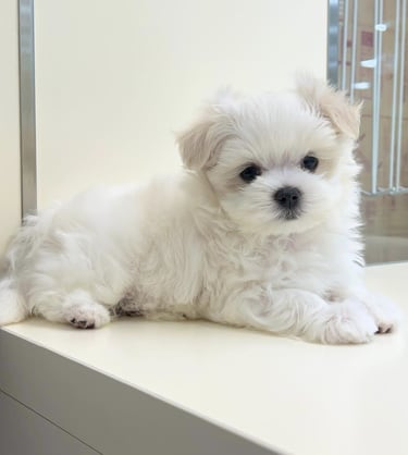 Bichonmalteseenadopcion