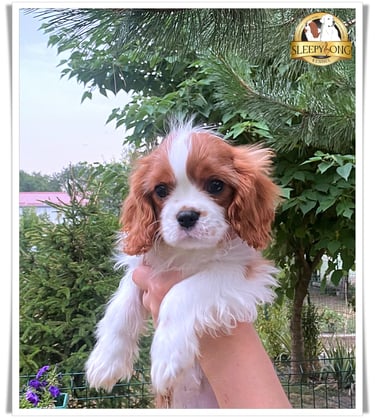 Male puppy CKCS Litter in Sleepysong Kennel