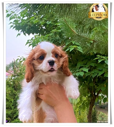 Litter ''D'' Cavalier puppies in Kennel Sleepysong