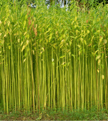 Wholesale Custom Jute Tote Bags for Bulk Orders – Eco-Friendly Supplier India