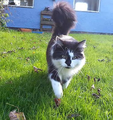 Pickles, our long haired black and white cat walking towards the camera.