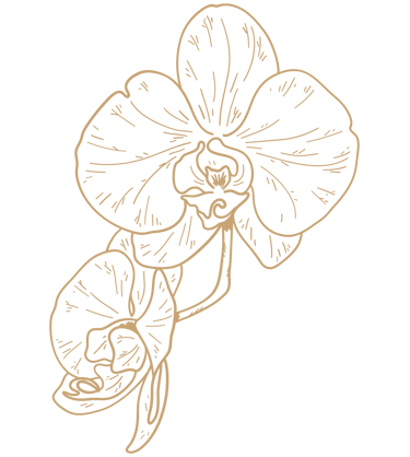 moon orchid