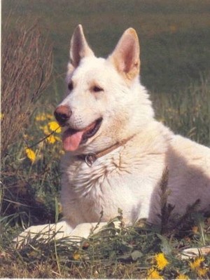 Historique du berger blanc suisse white shepherd Champion von Kron
