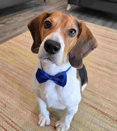 Harley Beagle TPG Mascot