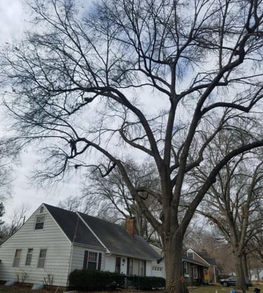 Trimming out dead wood from large Elm tree in Olathe Kansas 
