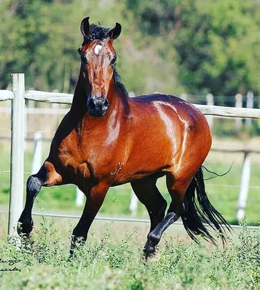 Podium Medicina Equina atendimento profissional e especializado