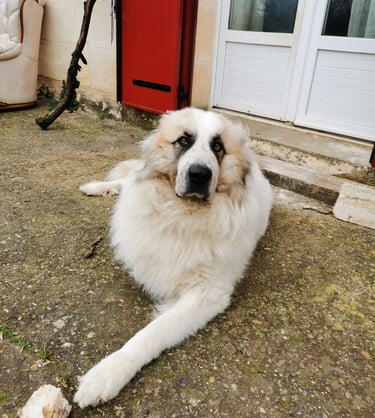 Manipulations ostéopathiques sur les chiens