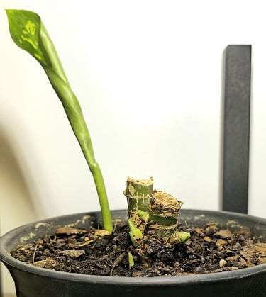 Aglaonema Maria 40 Days After Stem Propagation