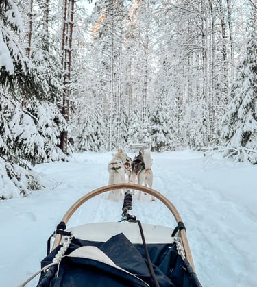 Dog sledding in Finland