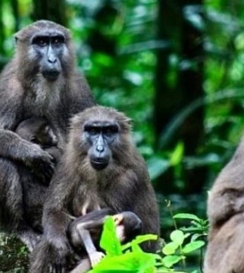Sulawesi monkey