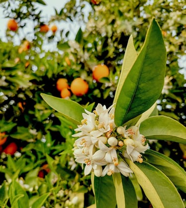 Sizilianische Orange