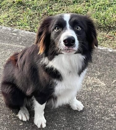 black and white border collie puppies 