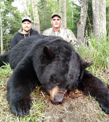 Saskatchewan black bear hunts - 500 lb black bear with hunter and guide