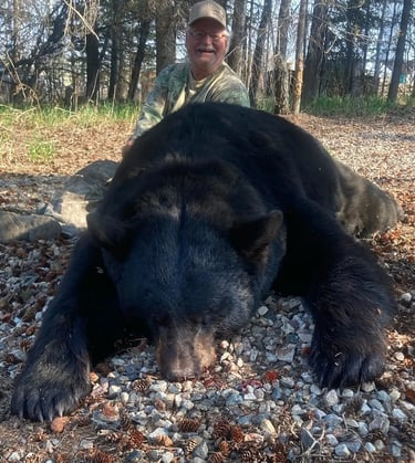 Saskatchewan black bear hunts - giant saskatchewan black bear with hunter