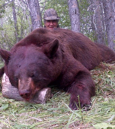 Saskatchewan black bear hunts - giant cinnamon bear