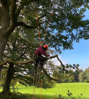 Chainsaw from rope and harness