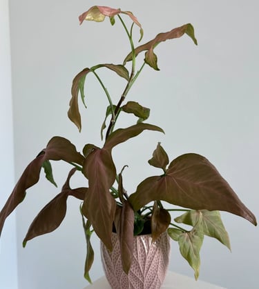 syngonium salvata