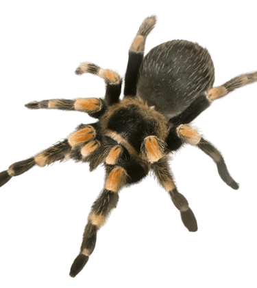 peurs-et-phobies-hypnose-hypnoosia.fr